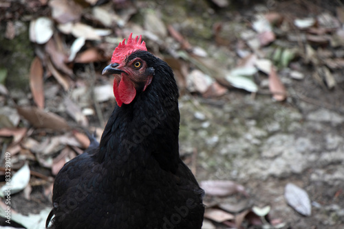 hen and rooster image in a jungle background