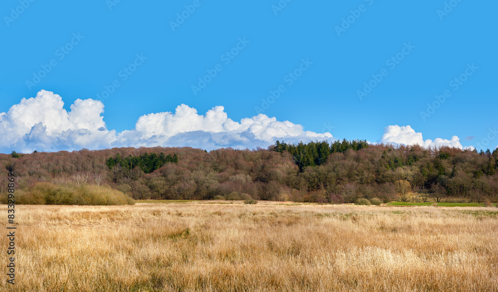 Obraz premium Field, spring and nature with blue sky for agriculture with environment, conservation and outdoors. Mountain, trees and mockup space for sustainable flora, wilderness and scenic quiet countryside.