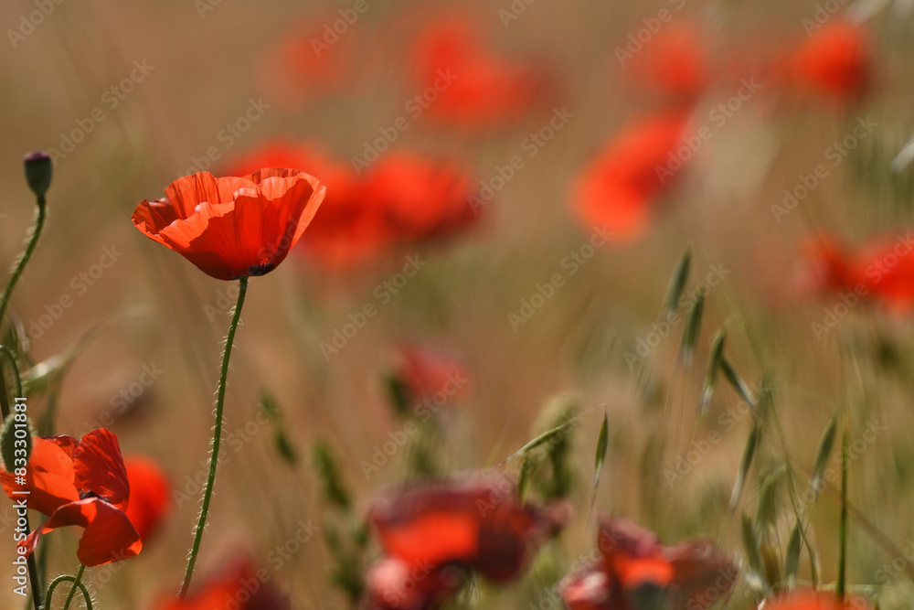 Obraz premium amapolas en primavera