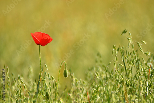 amapolas en primavera