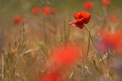 amapolas en primavera