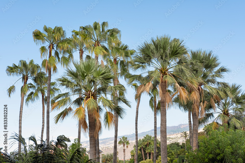 Fototapeta premium Cluster of palm trees, tropical local flora with lush foliage set against the backdrop of the coastal volcanic mountainous terrain in the distance, Puerto de la Cruz, Tenerife, Canary Islands, Spain 