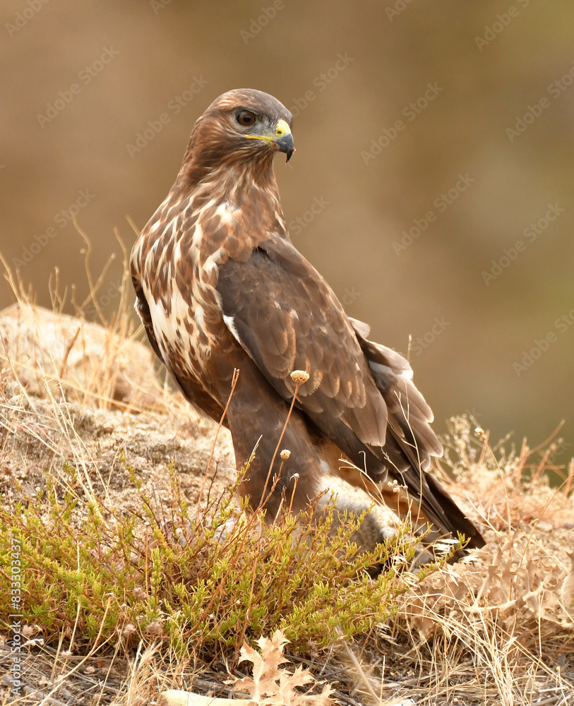 aguila ratonero en la sierra abulense.Avila,España aguila ratonero en la sierra abulense.Avila,España