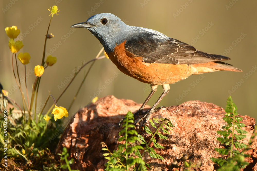 Fototapeta premium Roquero rojo macho en la sierra de gredos