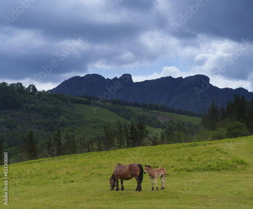 Horses. Horses grazing in the Natural Park of Aiako Harriak, Euskadi.