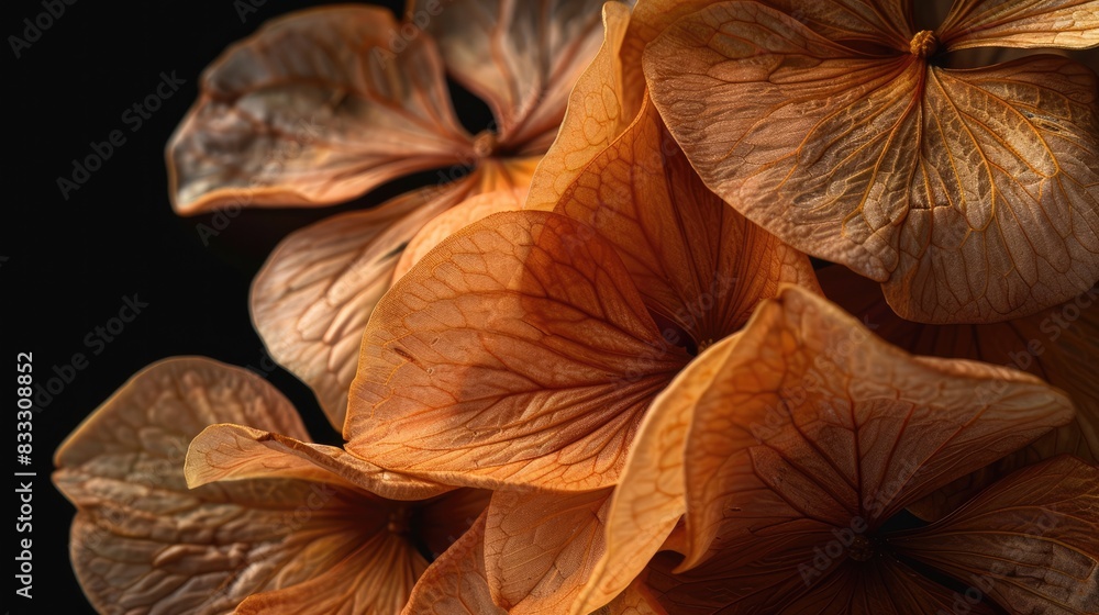 Dried Flower Petal Texture on Black Background, Elegant Nature Detail Dried Flower Petal Texture on Black Background, Elegant Nature Detail