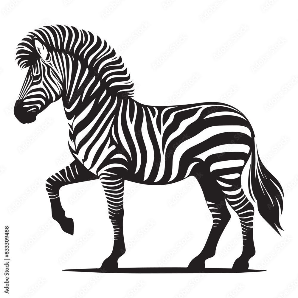Obraz premium Graphical set of zebra isolated on white background, vector illustration