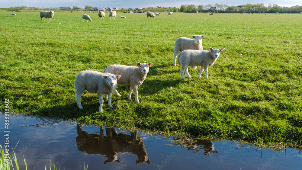 Fototapeta premium A flock of sheep peacefully graze in a lush field near a serene pond in Texel, Netherlands.