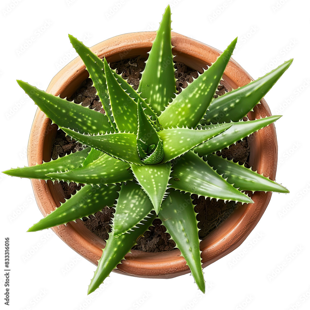 Pot of Aloe Vera isolated on white background, top view Pot of Aloe Vera isolated on white background, top view