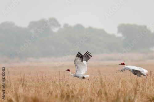 Sarus crane flapping wings against grassy background. Winter morning.