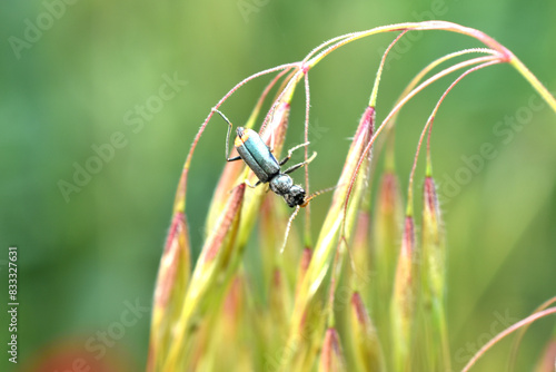 Soft-snouted flower beetle Malachite beetle Malachius bipustulatus crawls on the grass. photo