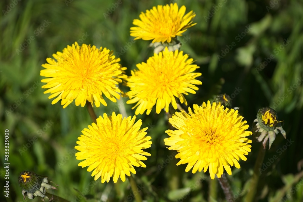 Spring yellow dandelions on a background of green grass. Spring yellow dandelions on a background of green grass.