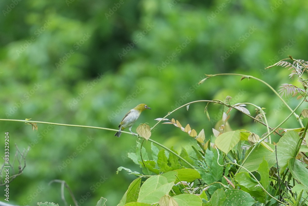 white eye in a forest white eye in a forest