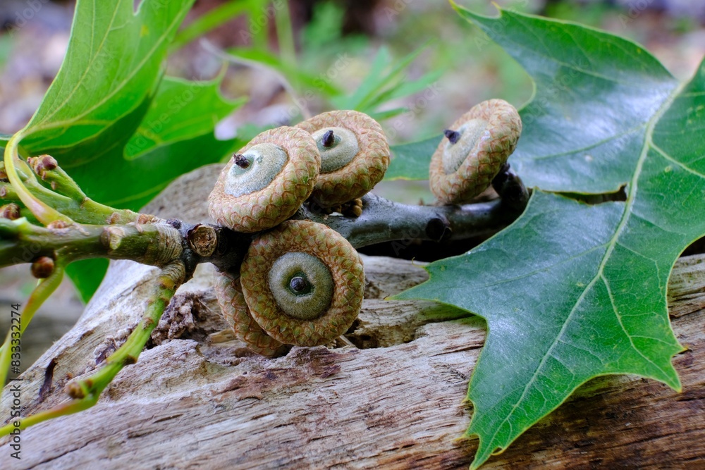 Young fruits (acorns) of red oak on twig. Quercus rubra, northern red oak Young fruits (acorns) of red oak on twig. Quercus rubra, northern red oak