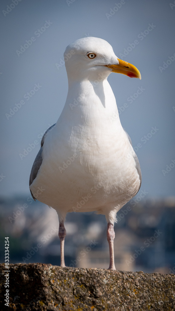 Obraz premium Goéland argenté