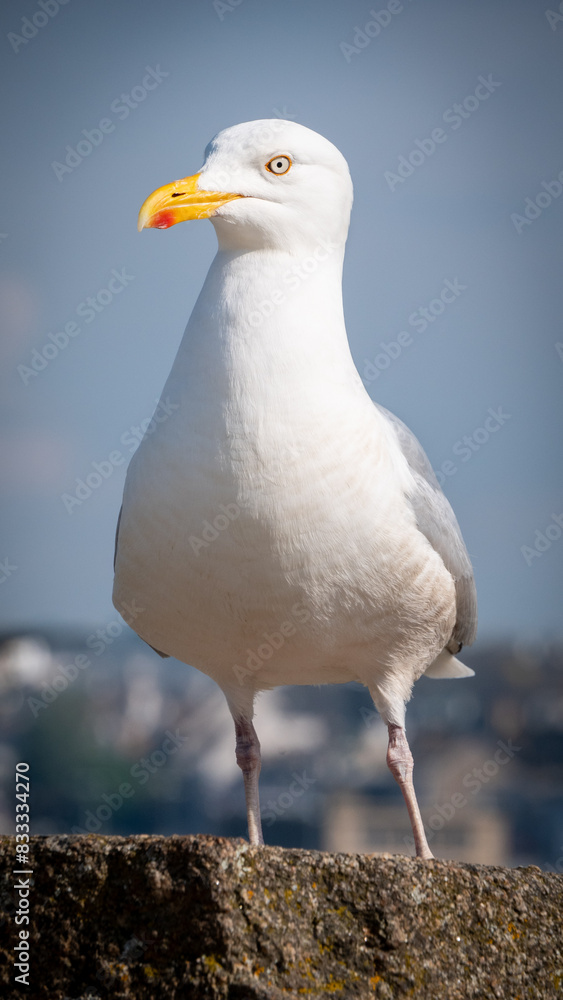 Obraz premium Goéland argenté 