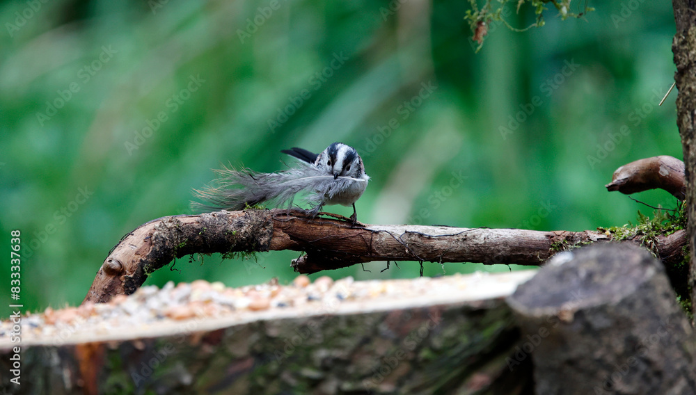 Long tailed tits collecting feathers for their nest Long tailed tits collecting feathers for their nest