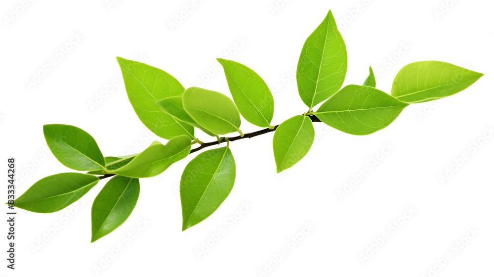 a close up of a branch with leaves a close up of a branch with leaves