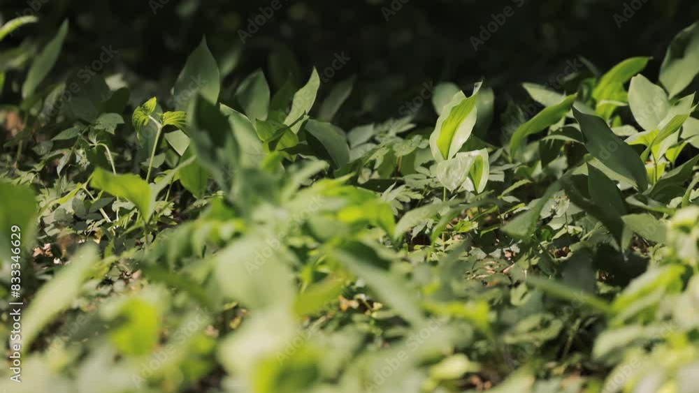 A vast field is filled with abundant green plants growing vigorously under the sunlight. A vast field is filled with abundant green plants growing vigorously under the sunlight.