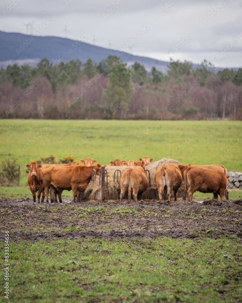 Herd of Cows Grazing Together in a Meadow Herd of Cows Grazing Together in a Meadow