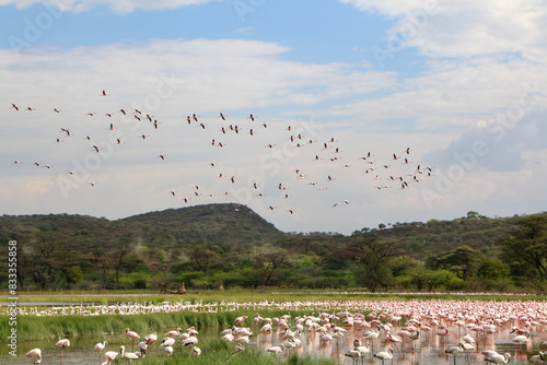 flamingos in the lake Bogoria, Kenya photo