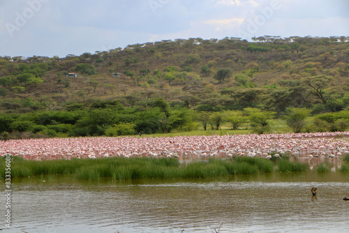 flamingos in the lake Bogoria, Kenya photo