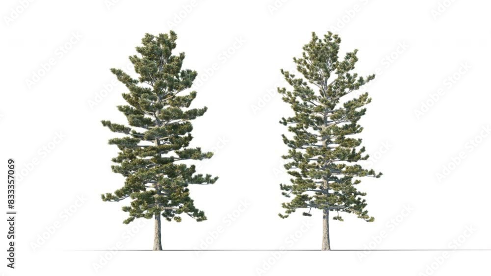 Trees grow from small to large..High quality 3d tree on the wind. Photorealistic tree 3d rendering Animated by Wind, with Alpha Channel Trees grow from small to large..High quality 3d tree on the wind. Photorealistic tree 3d rendering Animated by Wind, with Alpha Channel