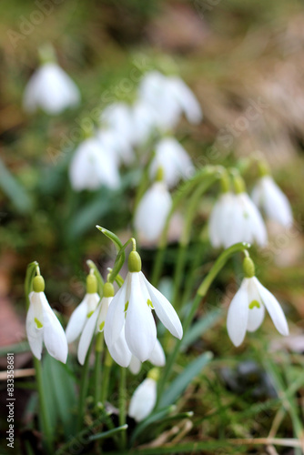 Bunch of blooming snowdrops