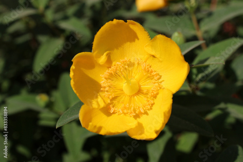 Sunny yellow blooming flower