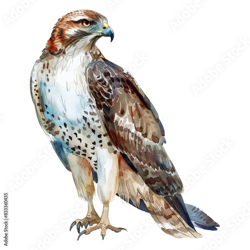 Cute watercolor hawk isolated on white background.