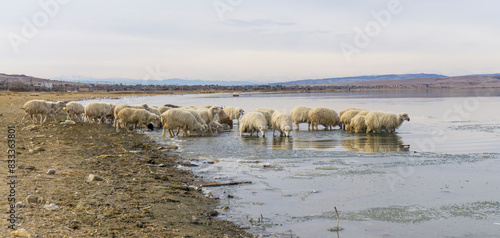 A flock of sheep drinks water in a frozen lake. Most of the sheep are standing in the water, the rest are on the shore. Mountains in the background