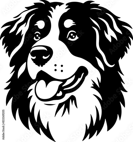 Bernese Mountain Dog5