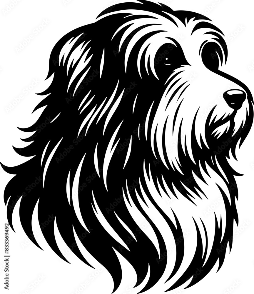 Fototapeta premium Bearded Collie15