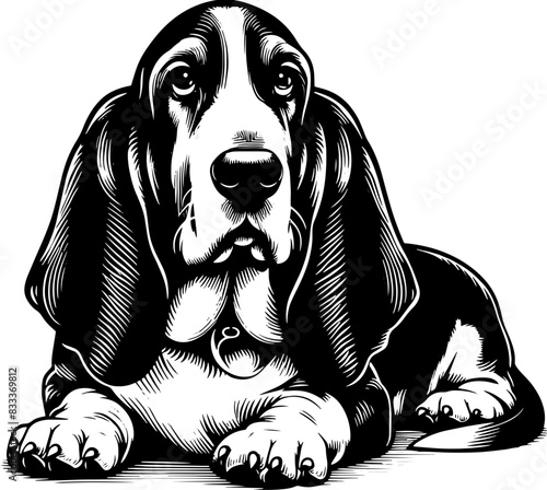 Basset Hound13