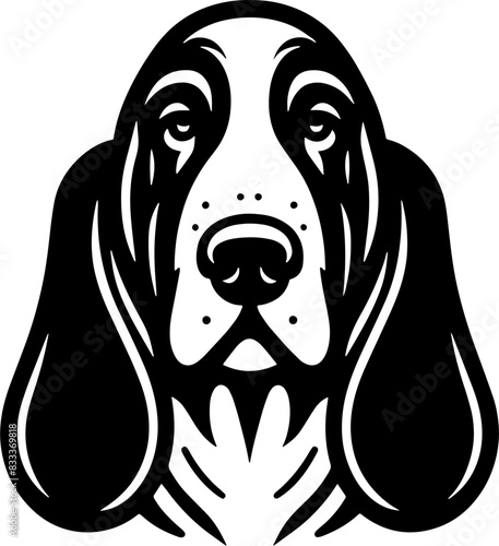 Basset Hound14