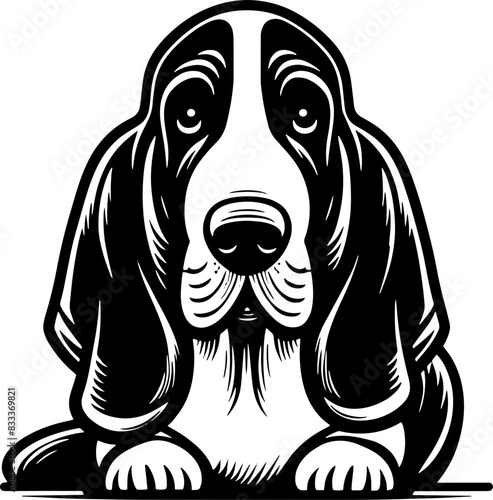 Basset Hound16
