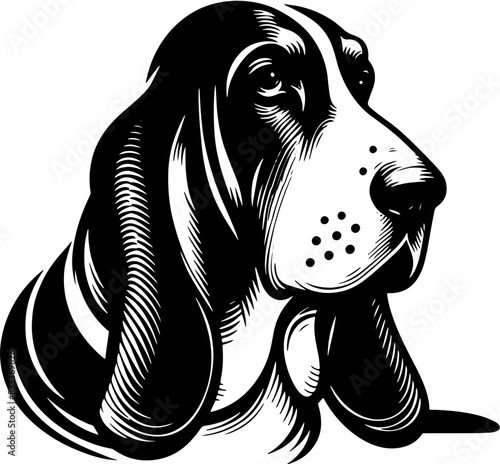 Basset Hound10