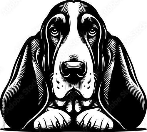 Basset Hound8