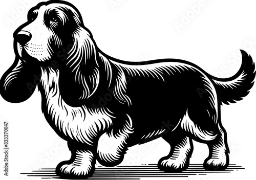 Basset Fauve De Bretagne11