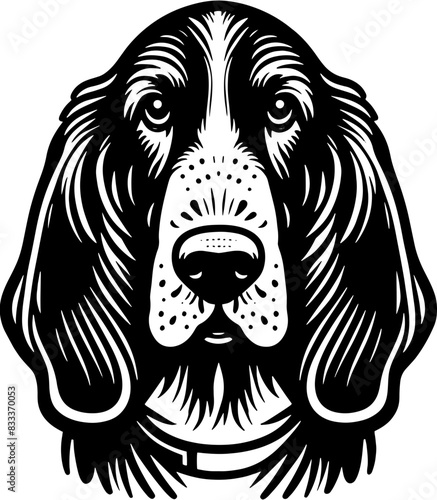 Basset Fauve De Bretagne12