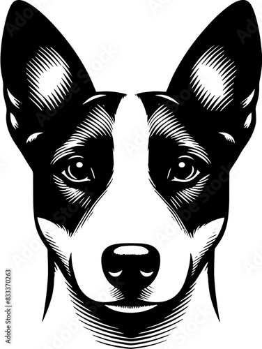 Basenji14