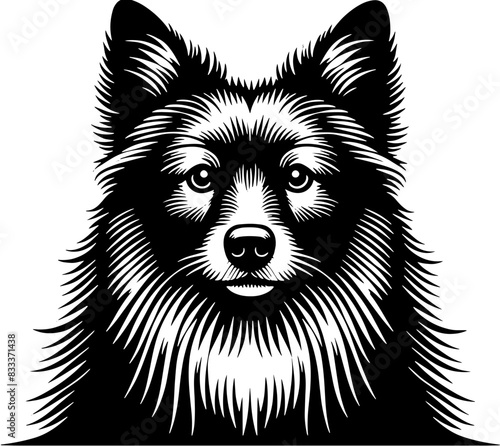 Aspin Dog5