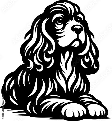 American Cocker Spaniel5