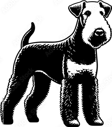 Airedale Terrier11