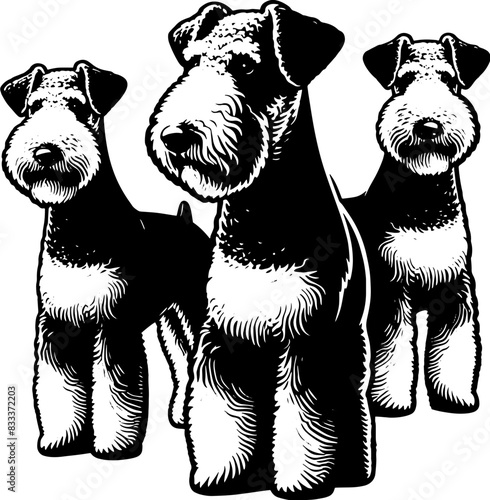 Airedale Terrier7