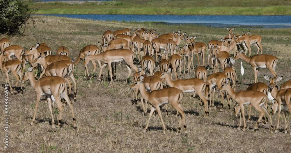 Large herd of Impala grazing next to a river