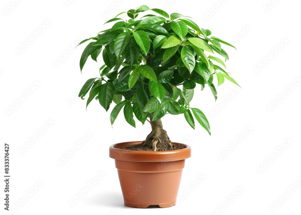 Money Tree Plant in a Pot with White Background Money Tree Plant in a Pot with White Background