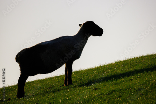silhouette of a sheep standing at the dike looking upward