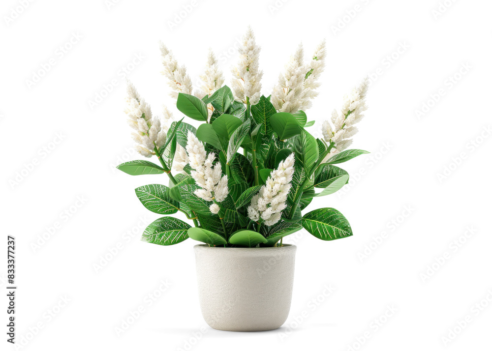 White Celosia Plant in Pot on Transparent Background White Celosia Plant in Pot on Transparent Background