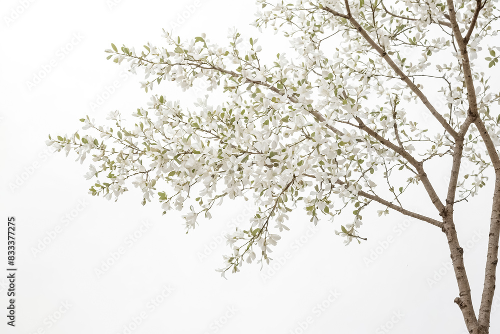 White Flowers Blooming On Branch Against White Background White Flowers Blooming On Branch Against White Background